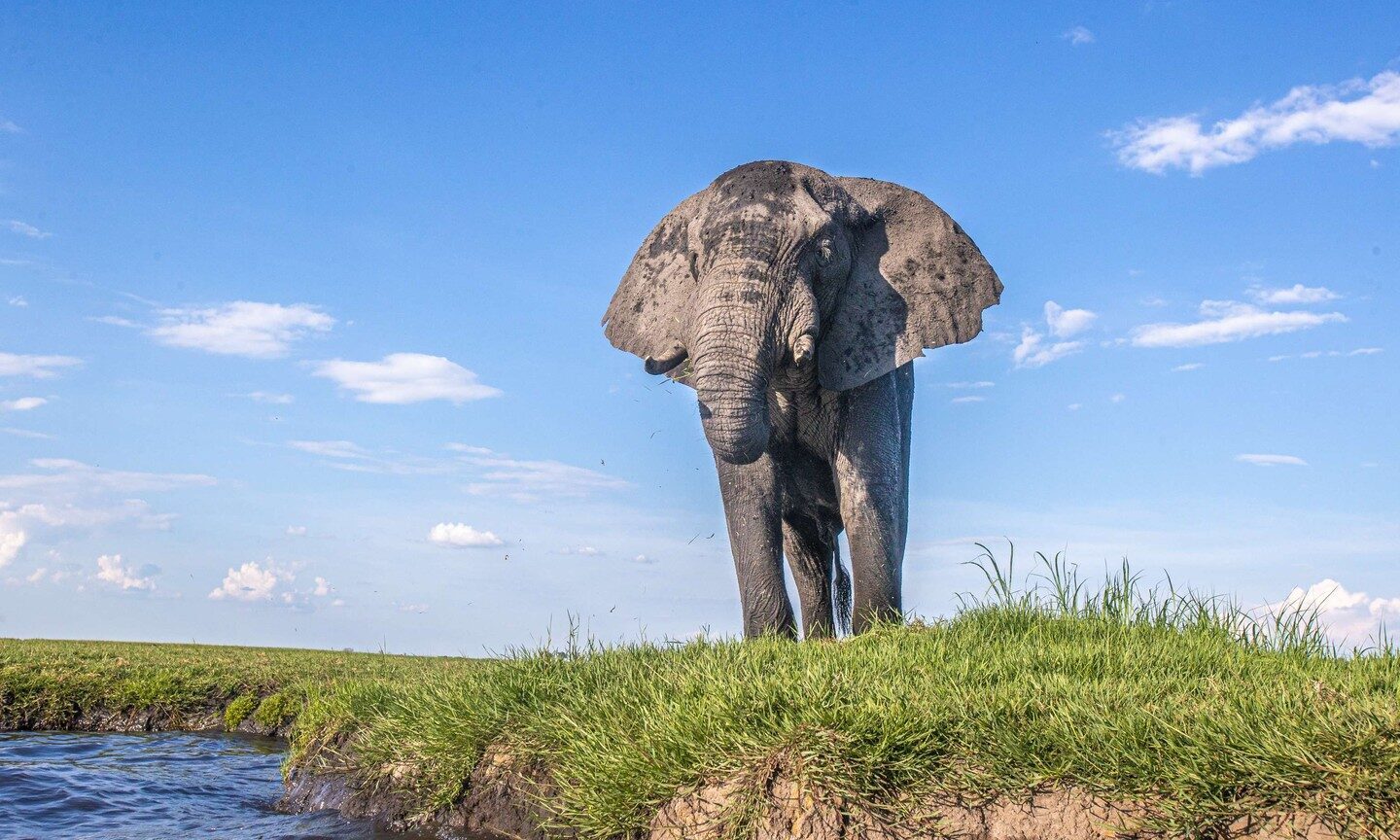 elephant